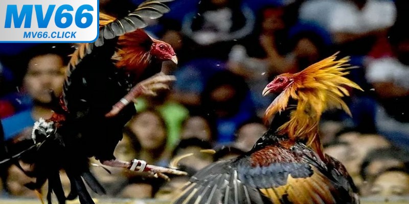 Đặt cược tiện lợi và siêu nhanh chóng cho người chơi