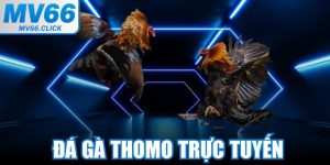 Đá Gà Thomo Trực Tuyến