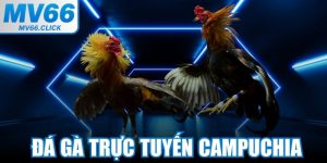 Đá Gà Trực Tuyến Campuchia