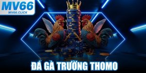 Đá Gà Trường Thomo